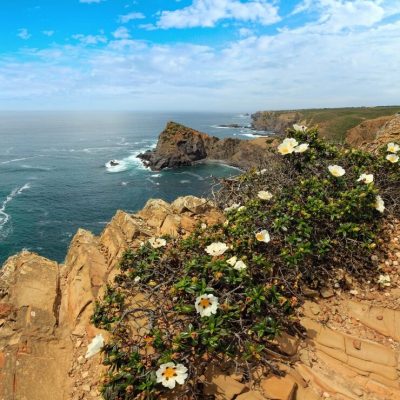 imgi_21_summer-atlantic-ocean-rocky-coastline-big-white-wild-flowers-front-near-arrifana-beach-aljezur-algarve-portugal_392053-24011